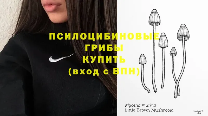 Псилоцибиновые грибы Psilocybe  Балабаново 